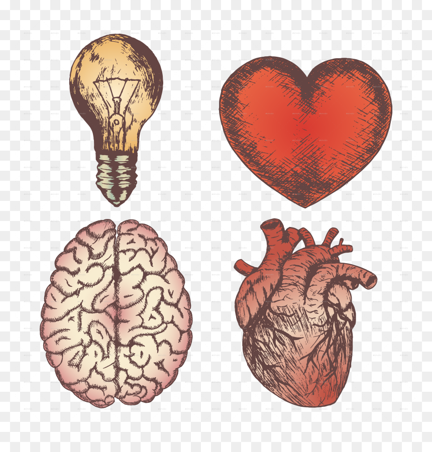 Heart Brain Bulb Sketch Set - Human Heart And Brain, HD Png Download - brain vector png