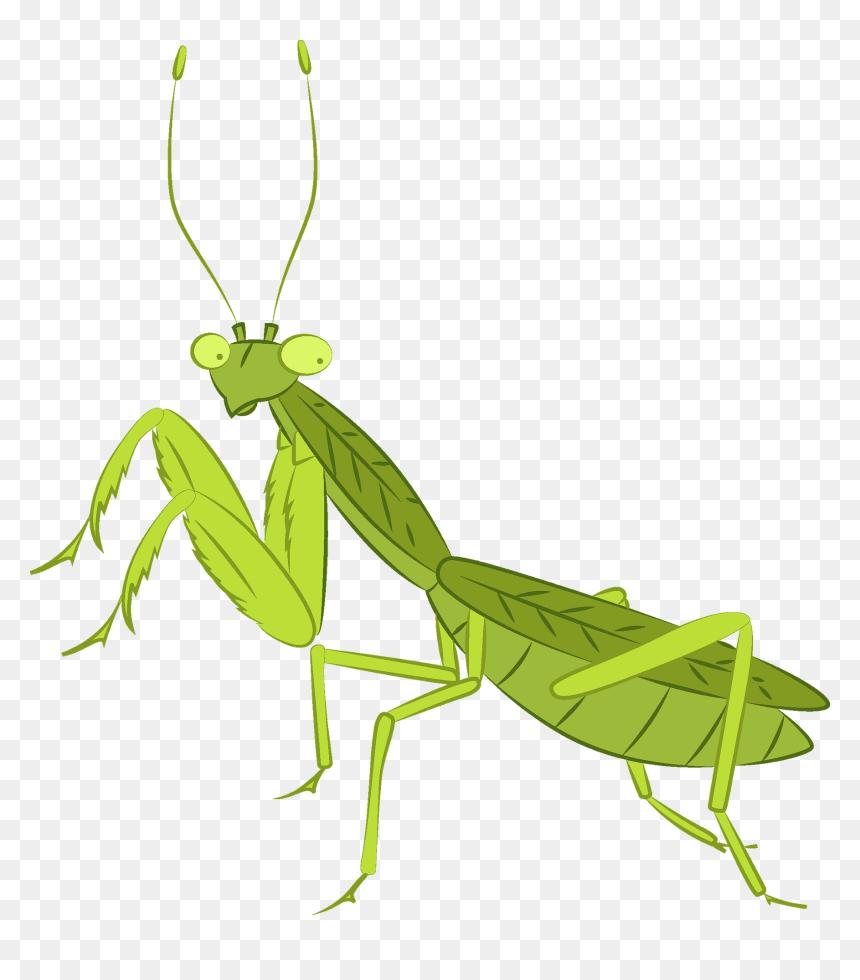 Mantidae, HD Png Download - mantis png