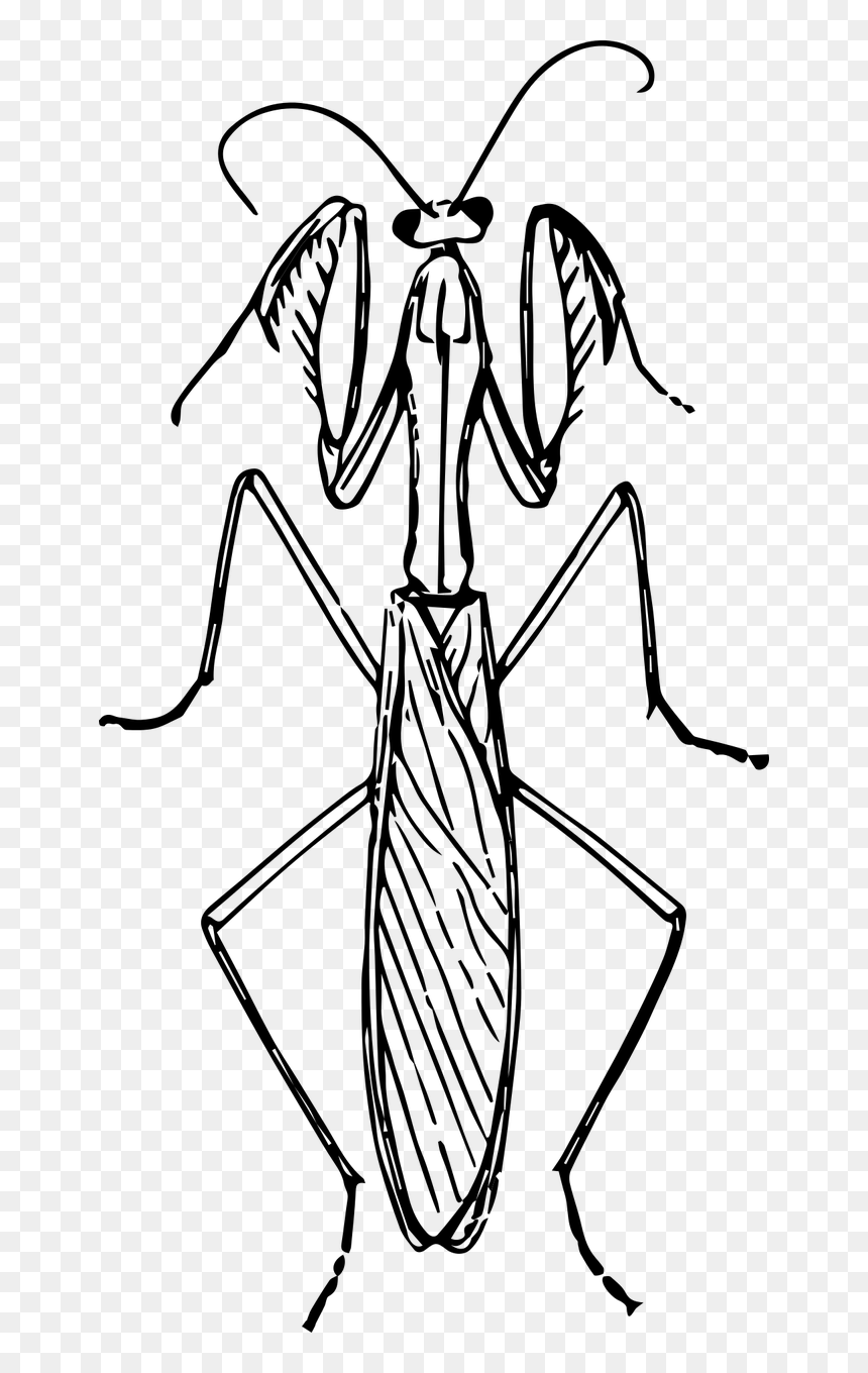 Praying Mantis Black And White, HD Png Download - mantis png