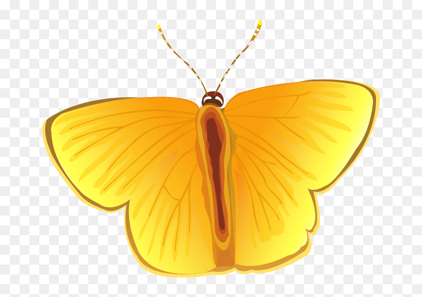 Butterflies, Pet Food, Chicken Vector Png - Locket, Transparent Png - butterfly vector png