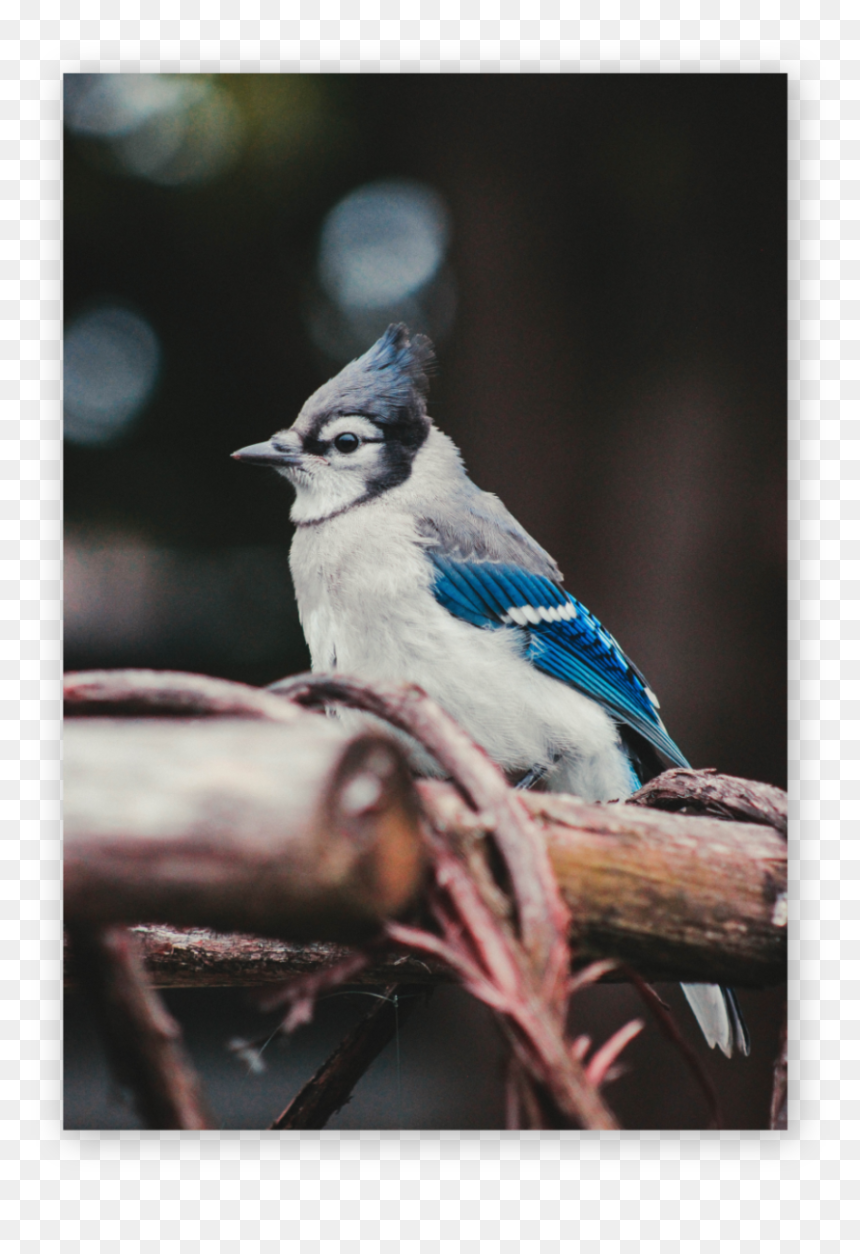 Why A Blue Jay The Blue Jay Is A Planner, It Values - Blue Jay Iphone, HD Png Download - blue jay png