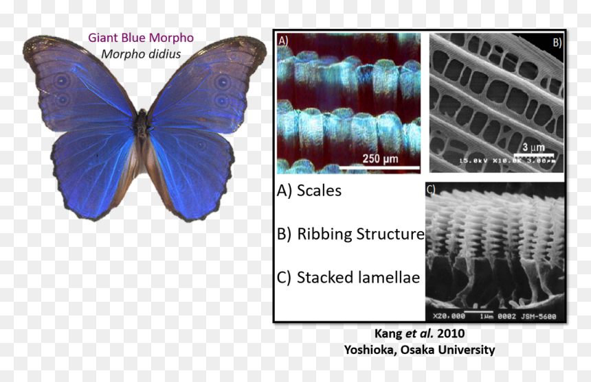 Liz/ @realscientists On Twitter - Common Blue, HD Png Download - real butterfly png