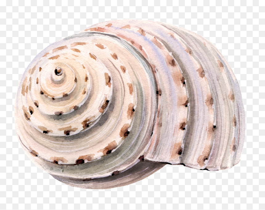 Transparent Sea Shell Png - Seashell, Png Download - sea shells png