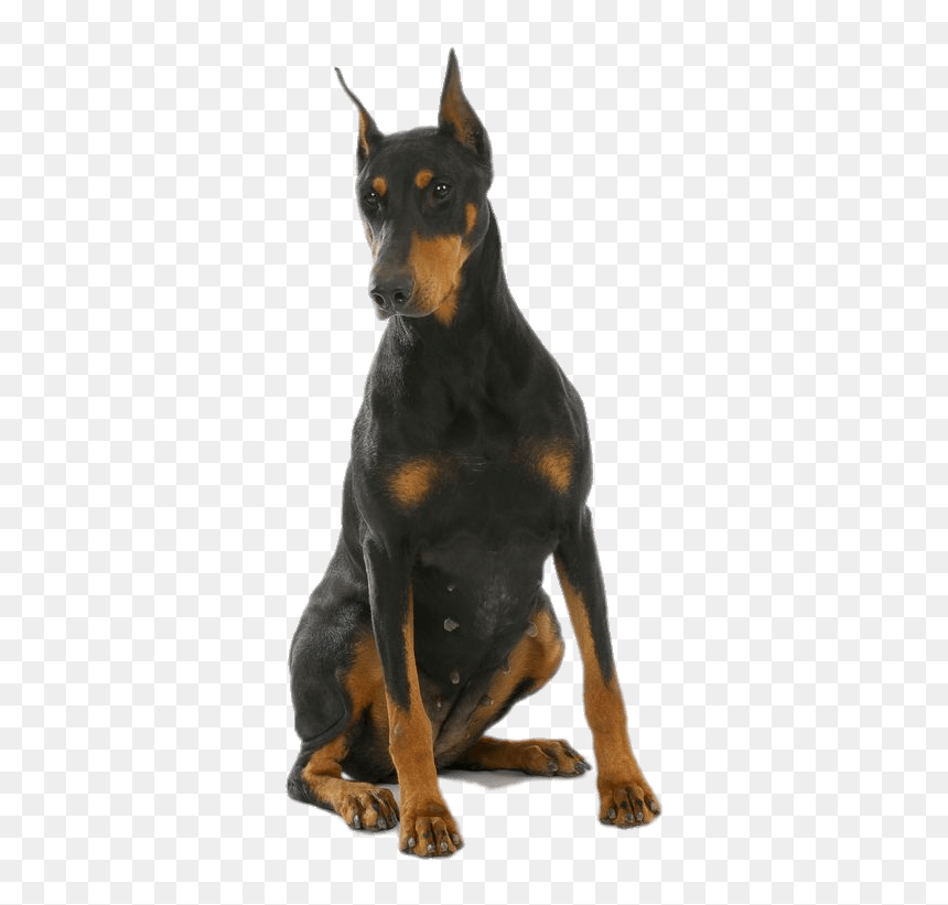 Female Doberman Clip Arts - Doberman Png, Transparent Png - doberman png
