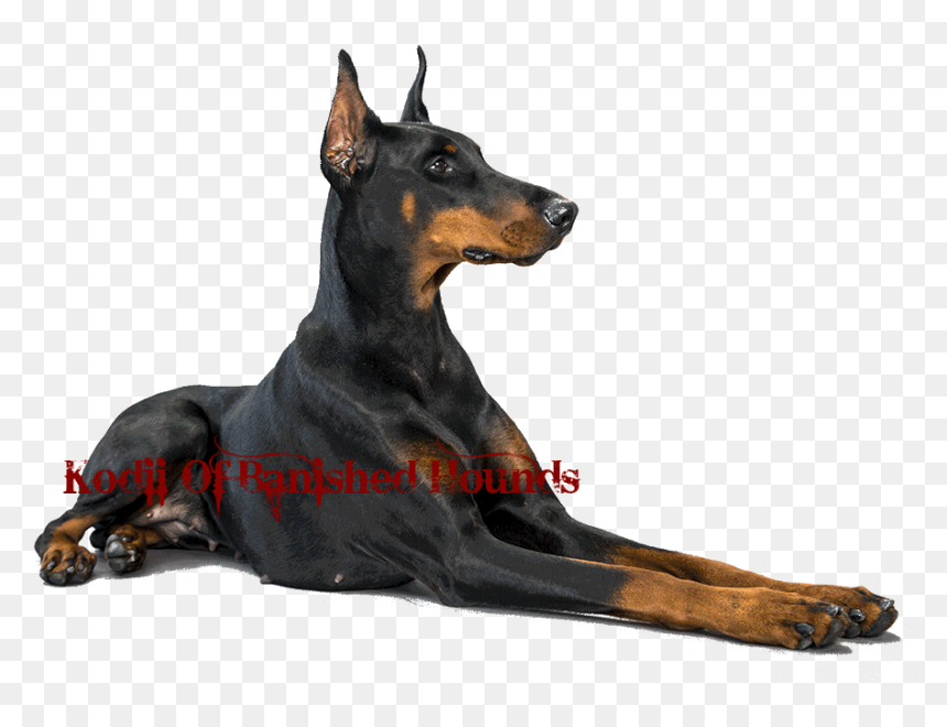 Thumb Image - Doberman Png, Transparent Png - doberman png