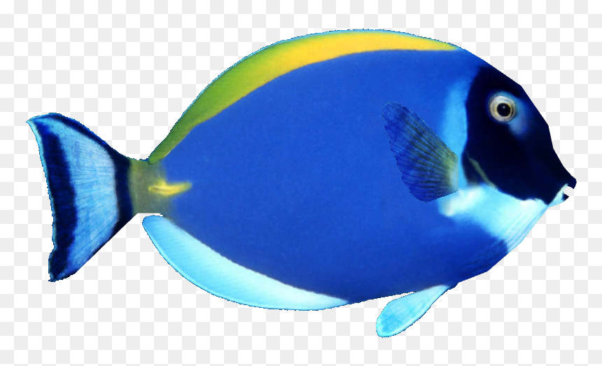 Powder Blue Tang - Png Balık, Transparent Png - white powder png