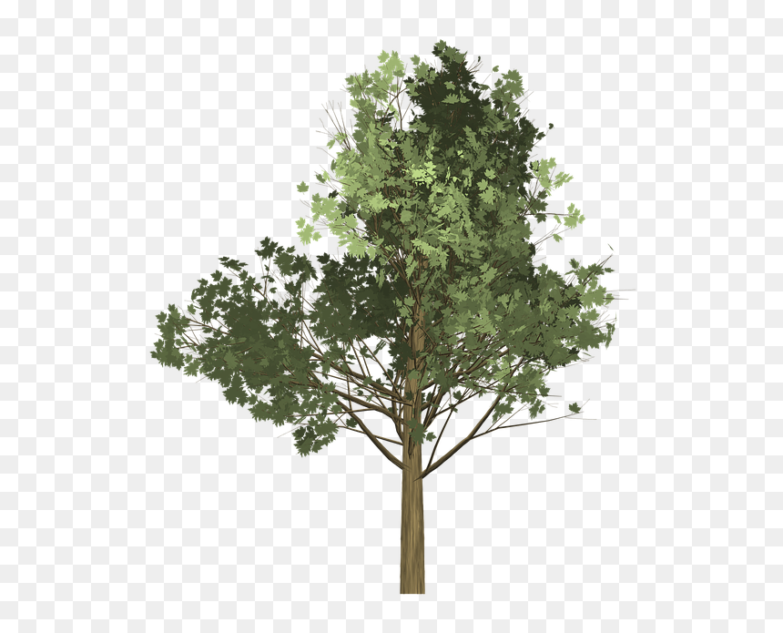 Thumb Image - Tree Illustration Png, Transparent Png - tree illustration png