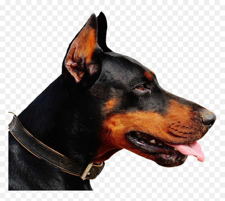 Doberman Ear Crops, HD Png Download - doberman png