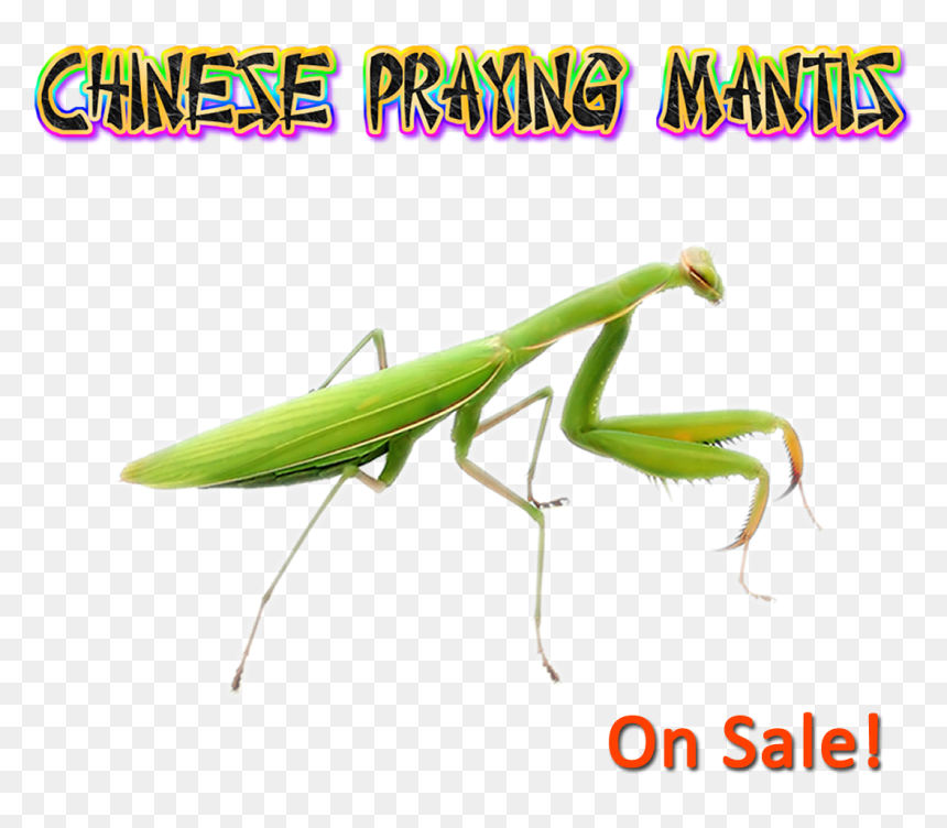 Mantidae, HD Png Download - mantis png