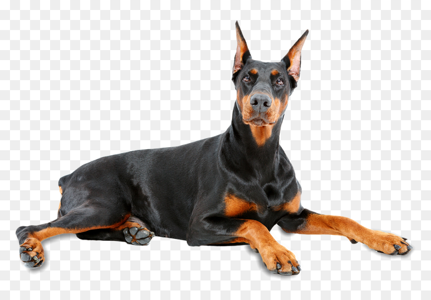 Thumb Image - Doberman Png, Transparent Png - doberman png