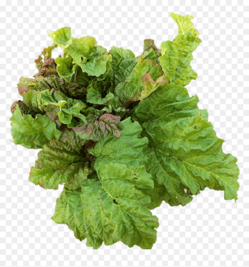 Transparent Mint Leaves Png - Edible Plant Transparent Background, Png Download - mint leaves png