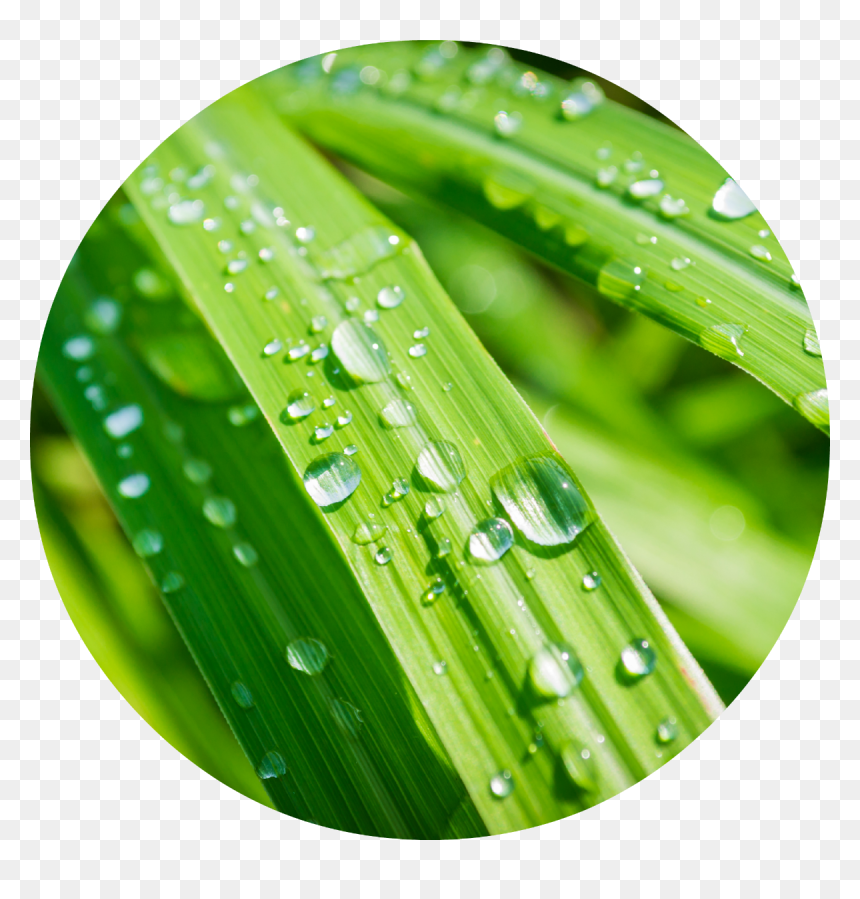Png Lemon Grass Hd, Transparent Png - lemongrass png