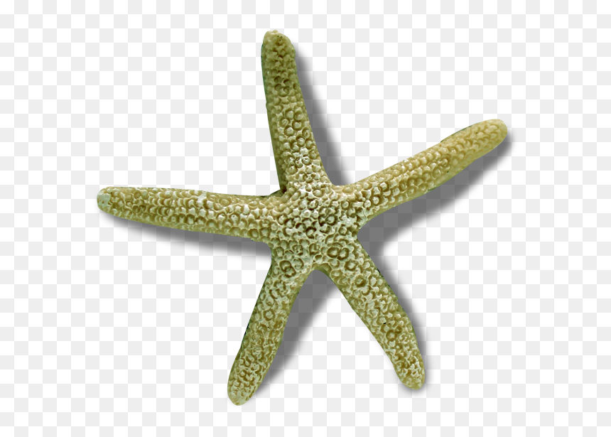 Image - Starfish, HD Png Download - sea shells png