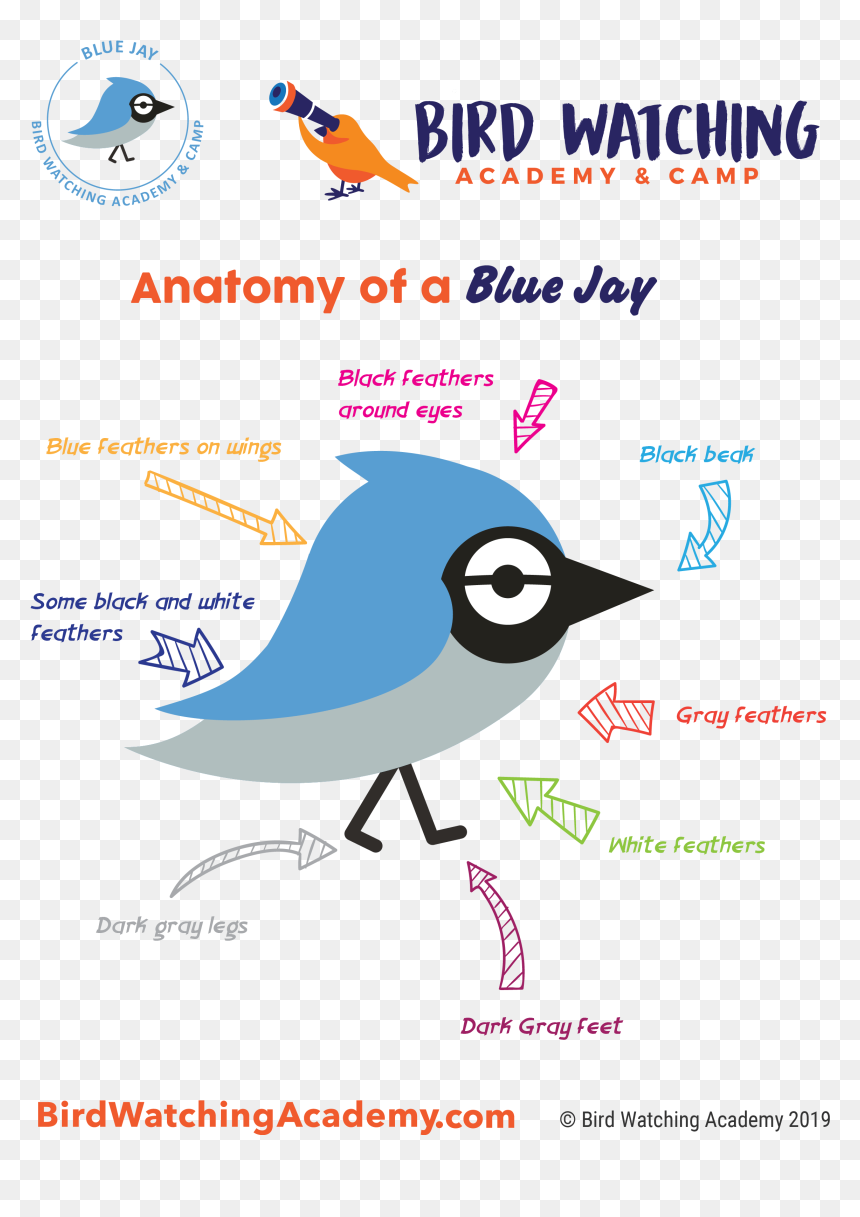 Bald Eagle Anatomy, HD Png Download - blue jay png