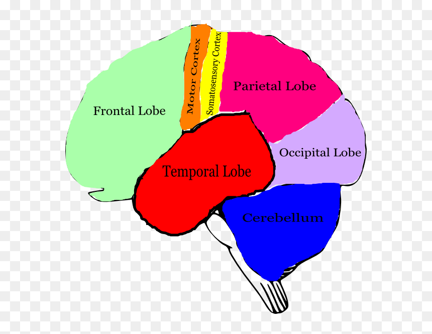 Free Brain Clipart Image - Brain Clipart With Labels, HD Png Download - brain vector png