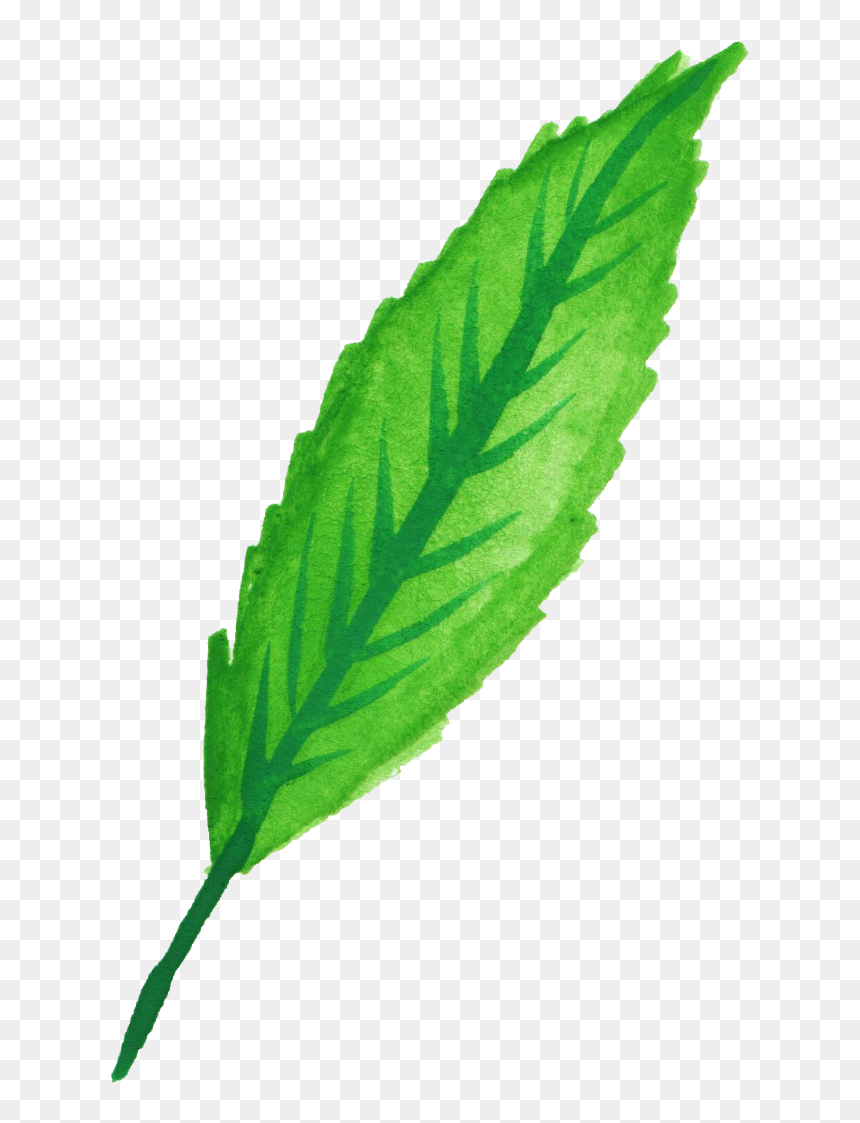 Mint Leaves Watercolor Png , Png Download - Watercolor Mint Png, Transparent Png - mint leaves png