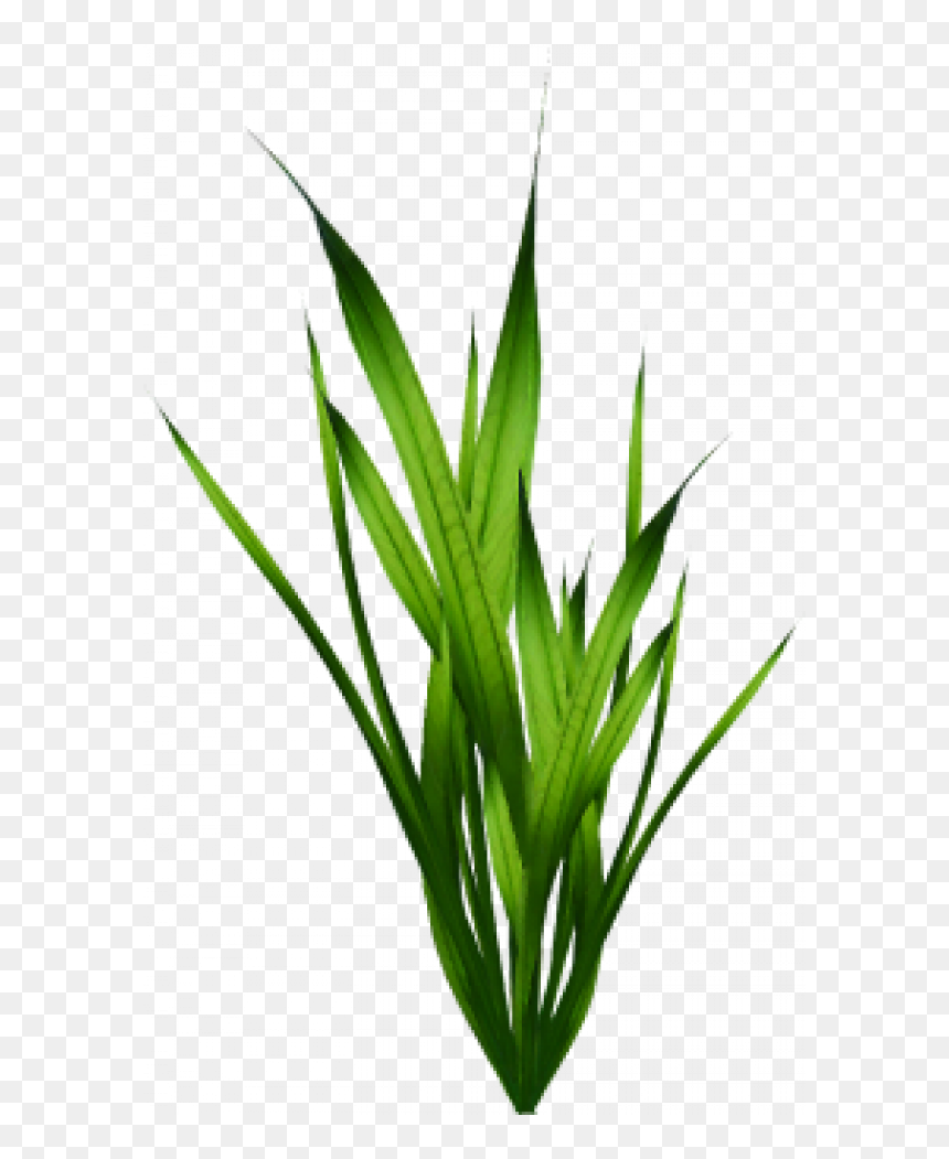 Seaweed Png, Transparent Png - algae png