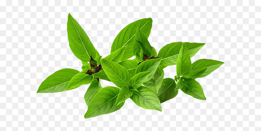 Pesto Leaves Png Picture - Basil Png, Transparent Png - mint leaves png