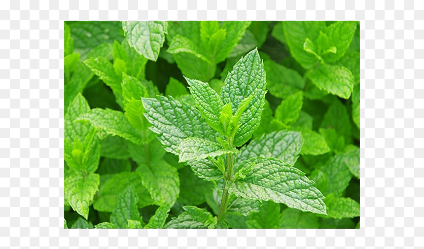 Five Medicinal Plants, HD Png Download - mint leaves png