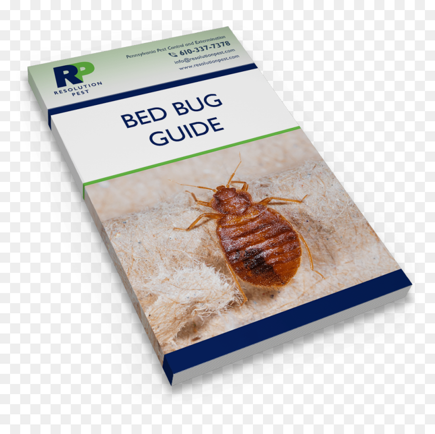 Transparent Bed Bug Png - Cockroach, Png Download - papel rasgado png