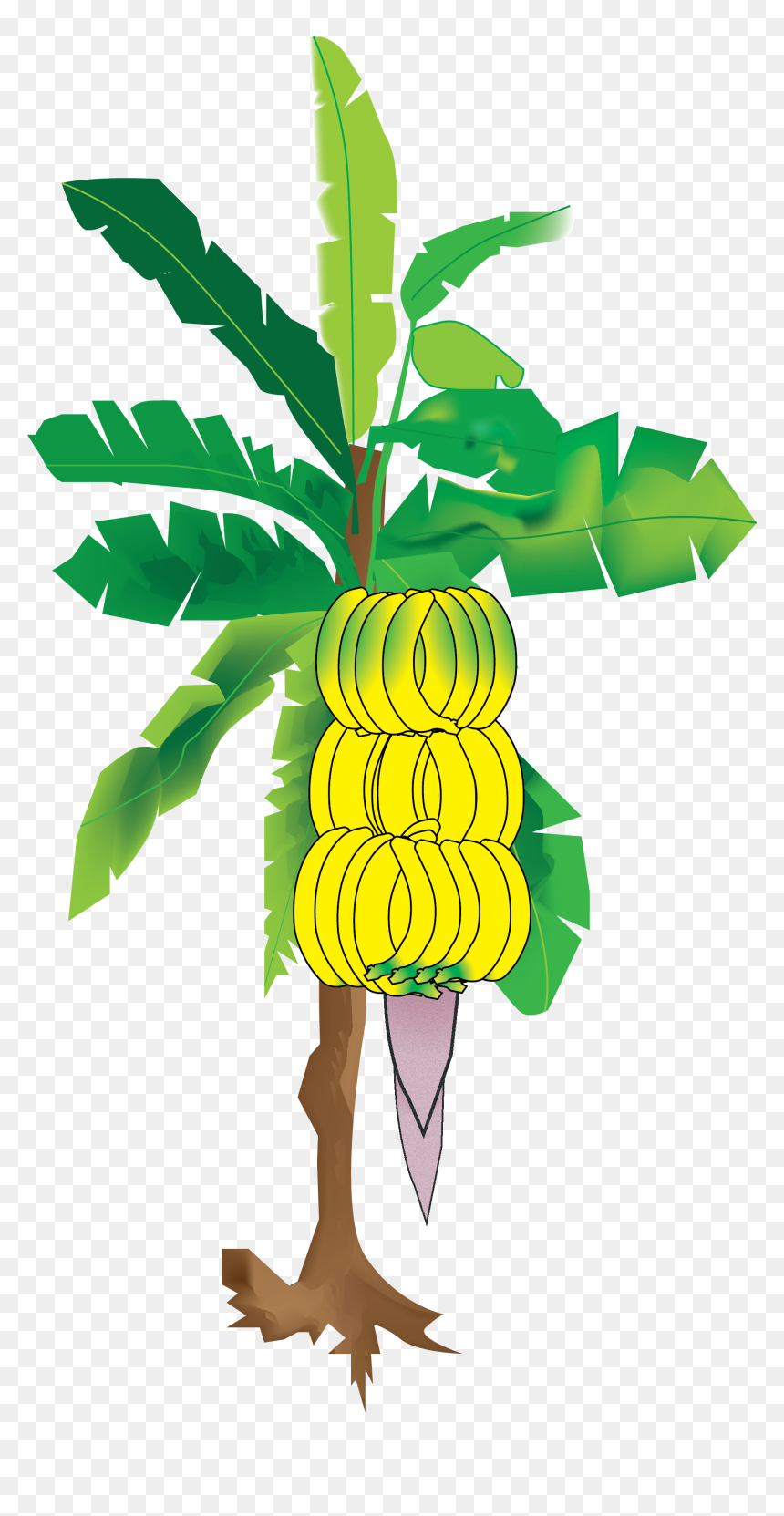 Transparent Tropical Climate Clipart - Vector Banana Tree Png, Png Download - tree illustration png
