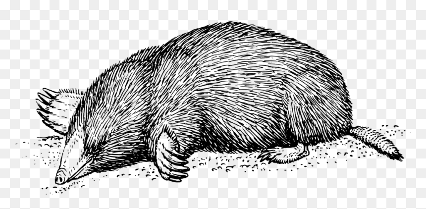 Vintage Mole Drawing Clip Arts - Mole T Shirt, HD Png Download - mole png
