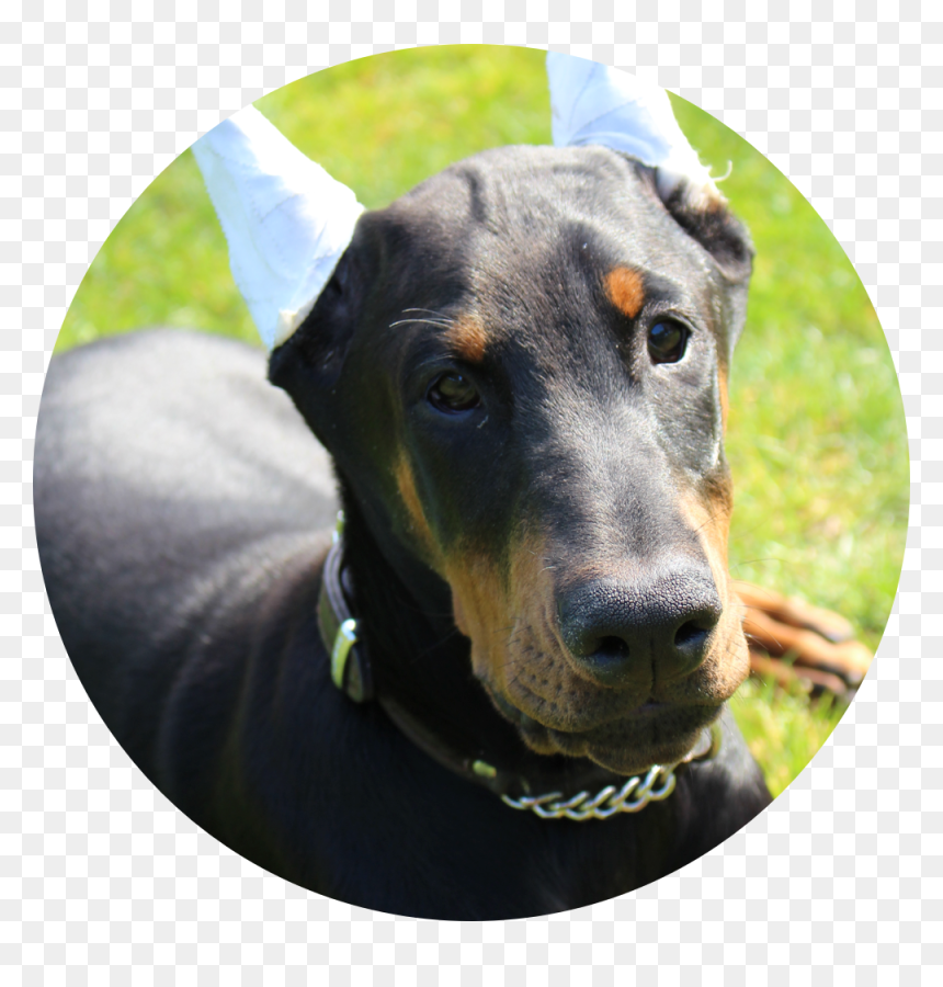 Homedog4 - European Puppy Doberman, HD Png Download - doberman png