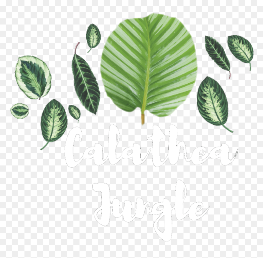 Calathea Jungle - Illustration, HD Png Download - jungle plant png