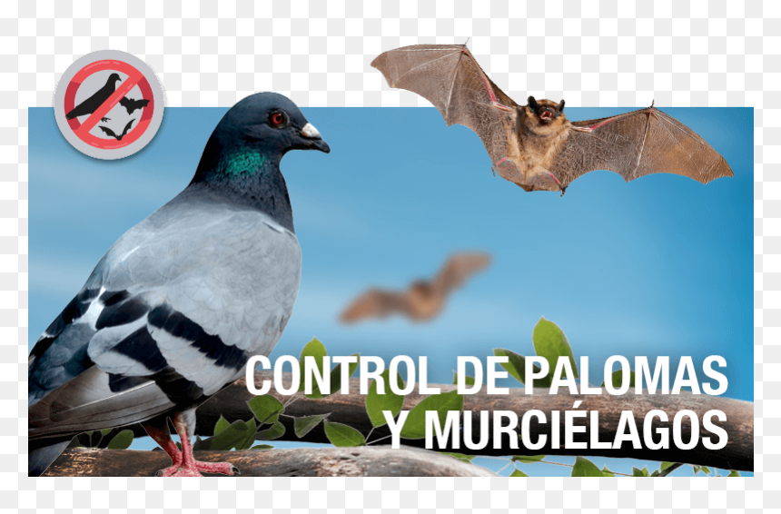 Control De Palomas Y Murciélagos , Png Download - Palomas Y Murcielagos, Transparent Png - palomas png