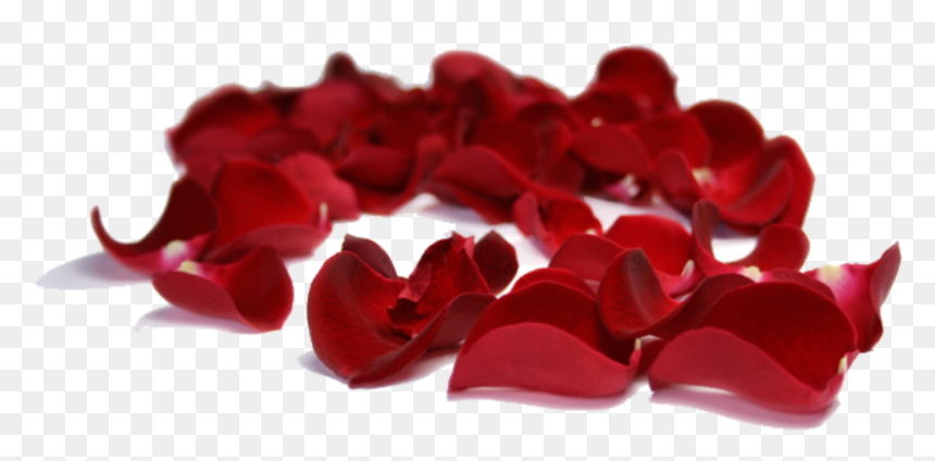 #rose #petals #falling #background #decoration - Transparent Background Rose Petal Png, Png Download - rose petals falling png