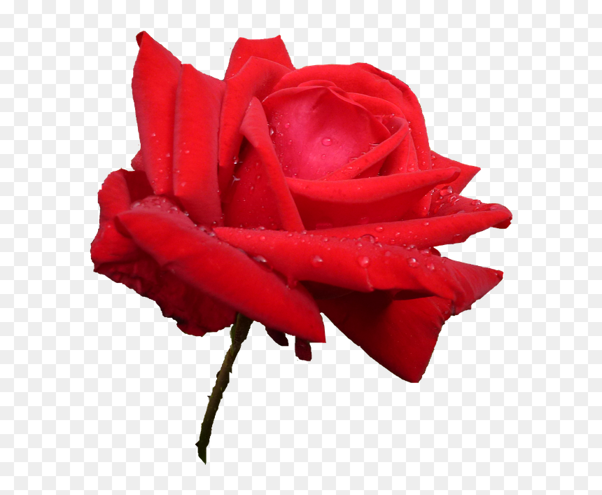 Garden Roses, HD Png Download - rose petals falling png