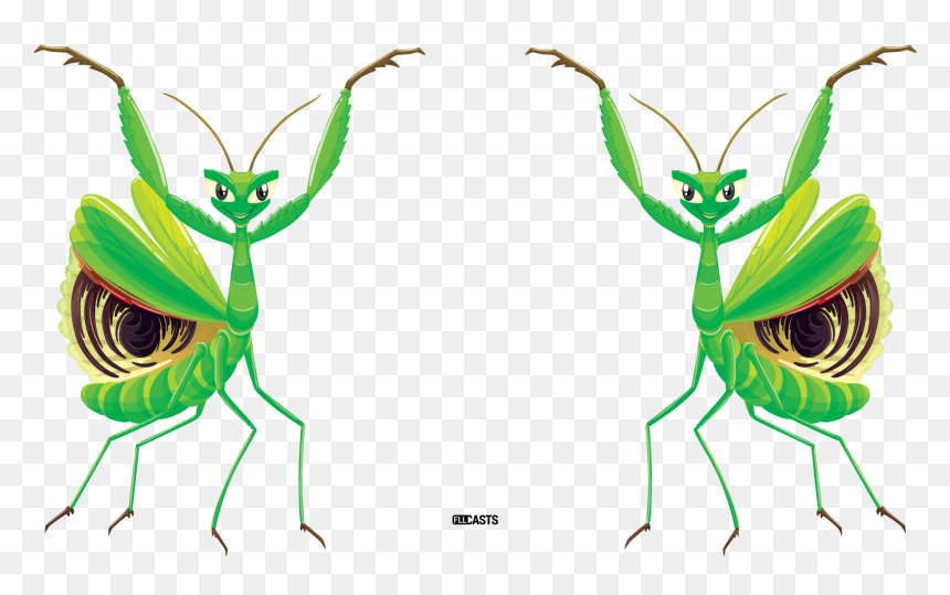 Mantes Religieuses Fond Blanc, HD Png Download - mantis png