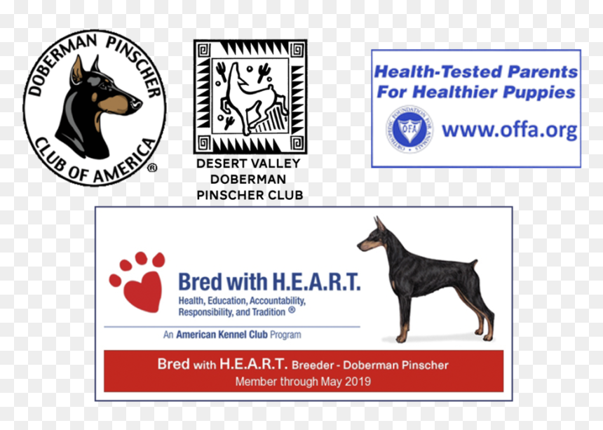 Doberman , Png Download - Doberman, Transparent Png - doberman png