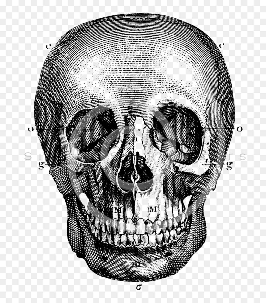 Drawn Skull Vintage - Vintage Skull Drawing, HD Png Download - skull drawing png