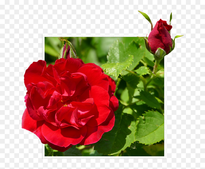 Rosas Rojas Png - Hybrid Tea Rose, Transparent Png - rosas rojas png