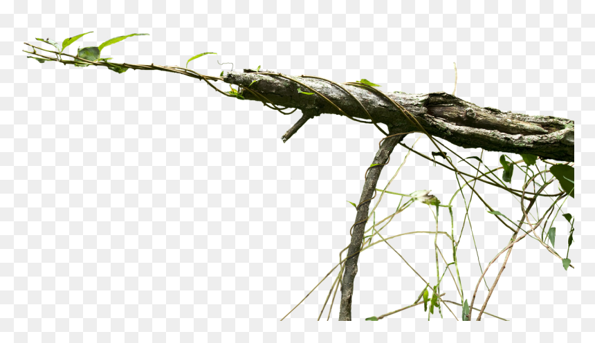 Creepy Vines Png, Transparent Png - vine plant png