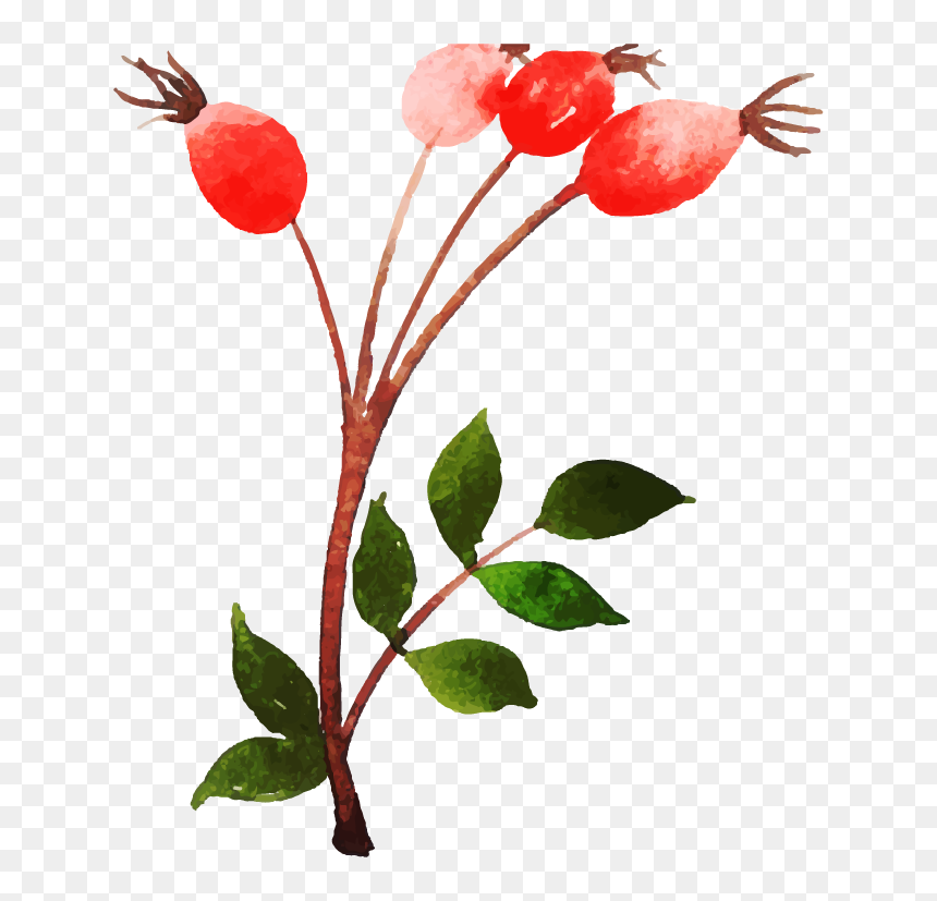 Garden Roses, HD Png Download - rose petals falling png