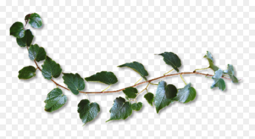 #plant #vine #green #freetoedit - Twig, HD Png Download - vine plant png