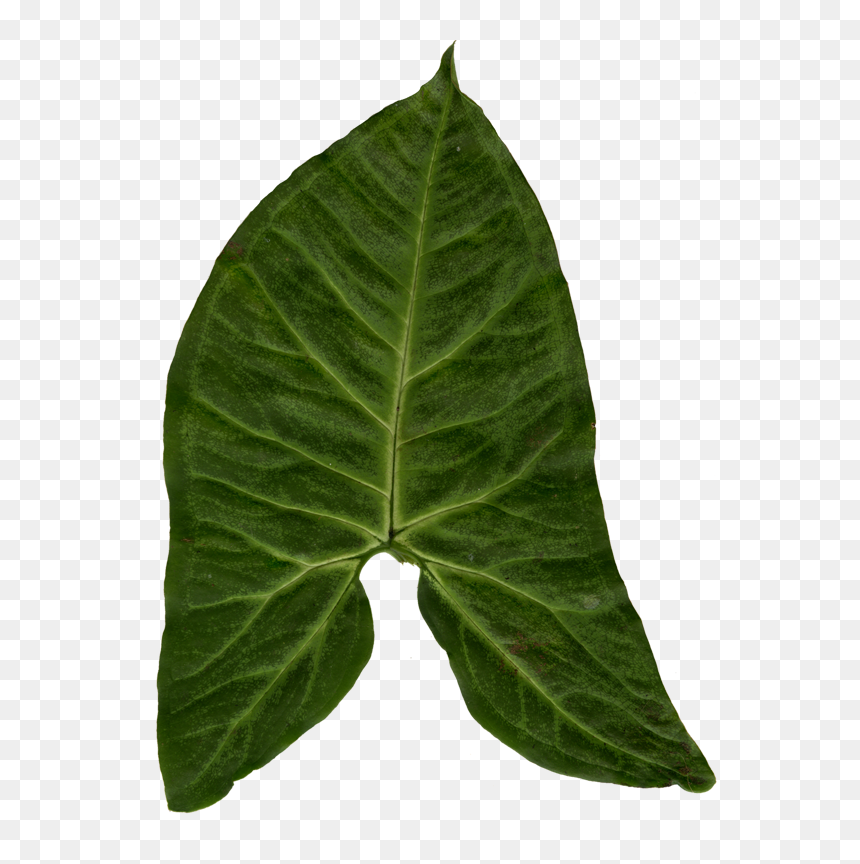 Ivy Clipart Big Leaf - Big Leaf Texture, HD Png Download - ivy texture png