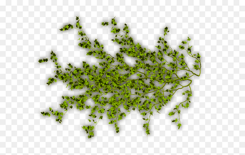 Lianes Png, Transparent Png - vine plant png