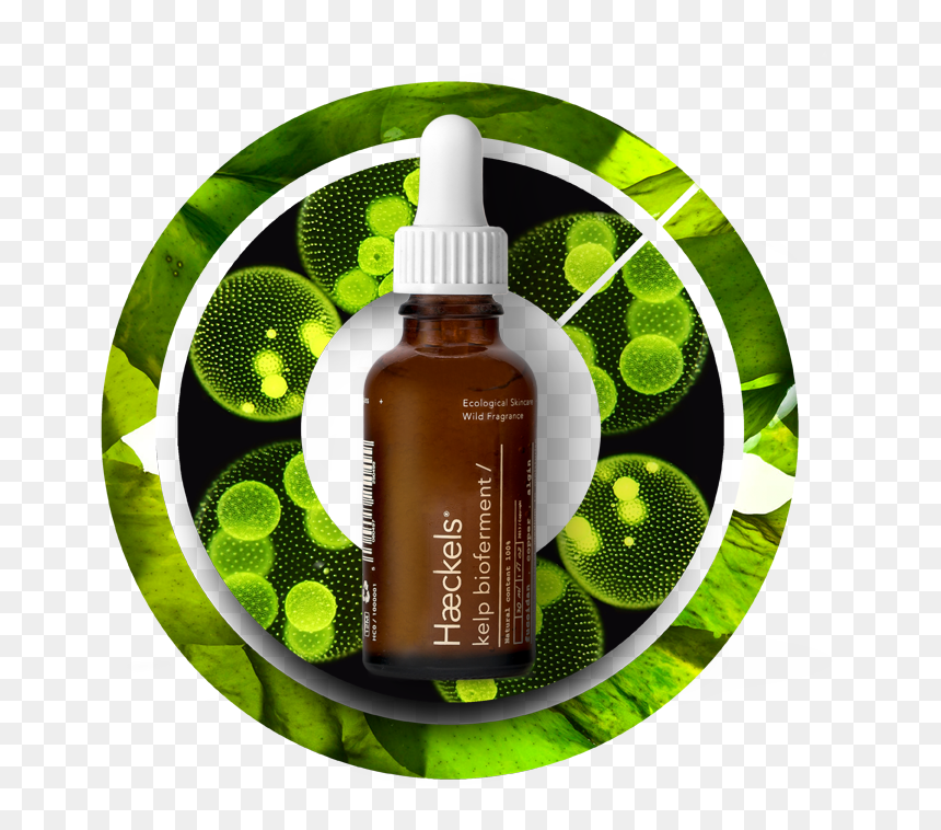 What Is Kelp Bioferment - Cosmetics, HD Png Download - algae png