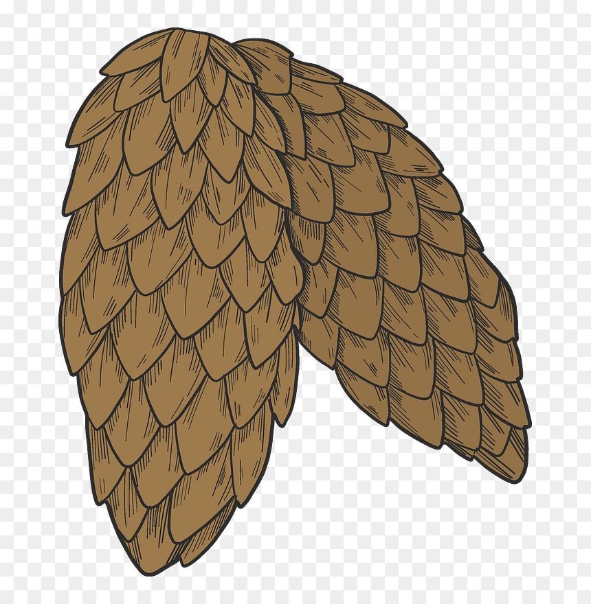 Pine Cones Clipart - Sharp Shinned Hawk, HD Png Download - pine cones png