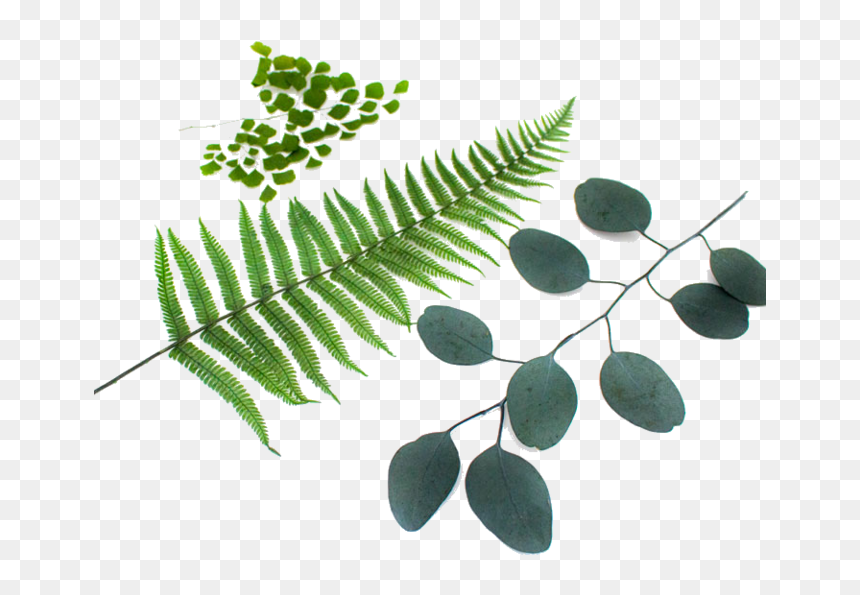 Plants For Moss Wall - Fern, HD Png Download - moss texture png