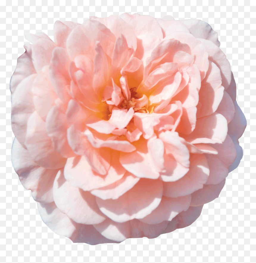 Apricot Drift®, HD Png Download - rose petals falling png