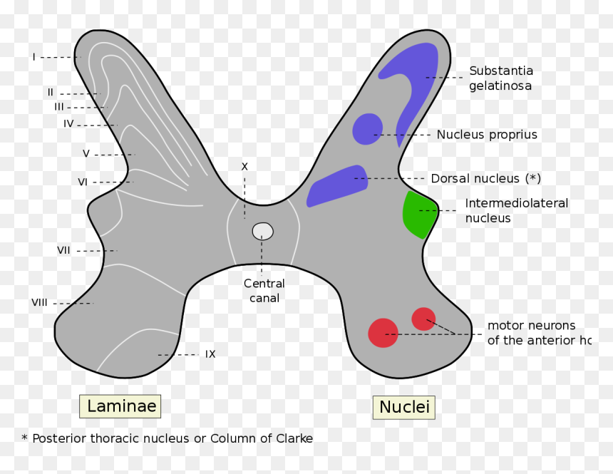 Spinal Cord Anatomy Gray Matter, HD Png Download - gray png
