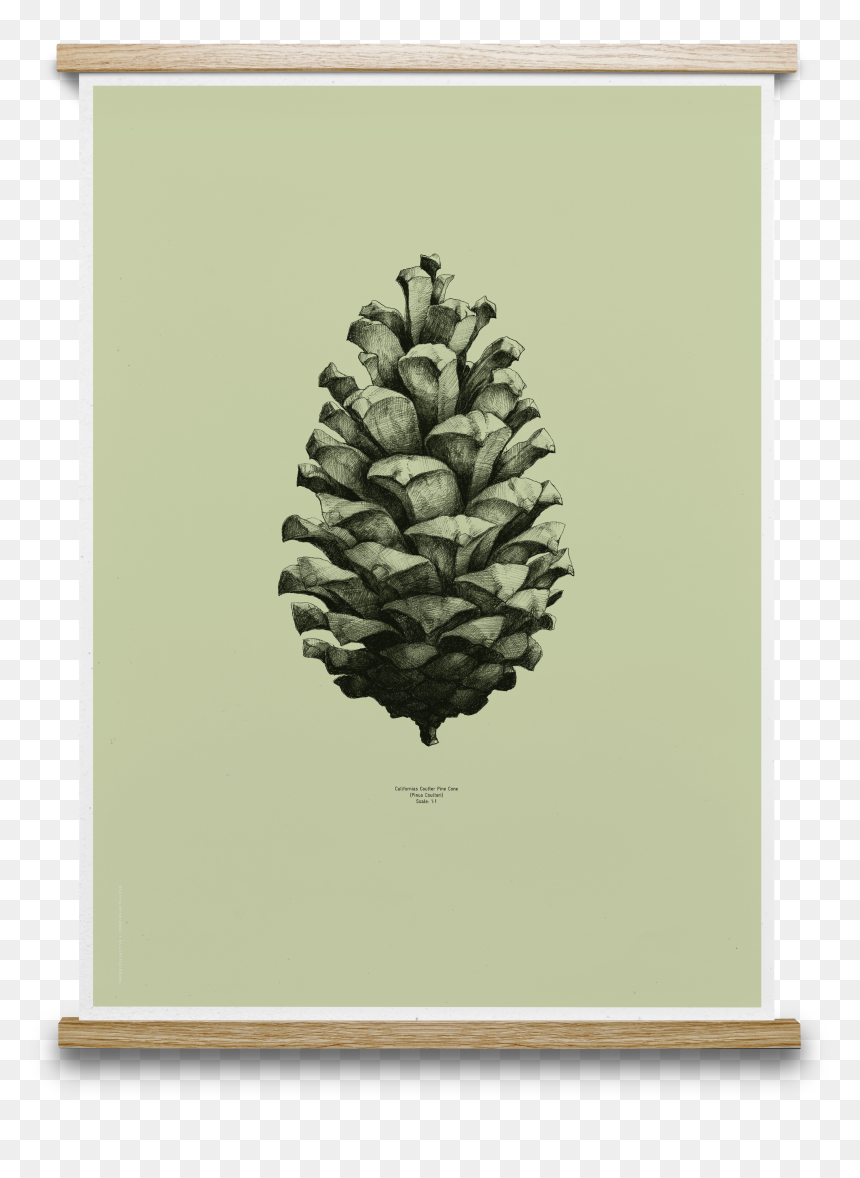 Transparent Pinecones Png - Pinecone Drawing, Png Download - pine cones png