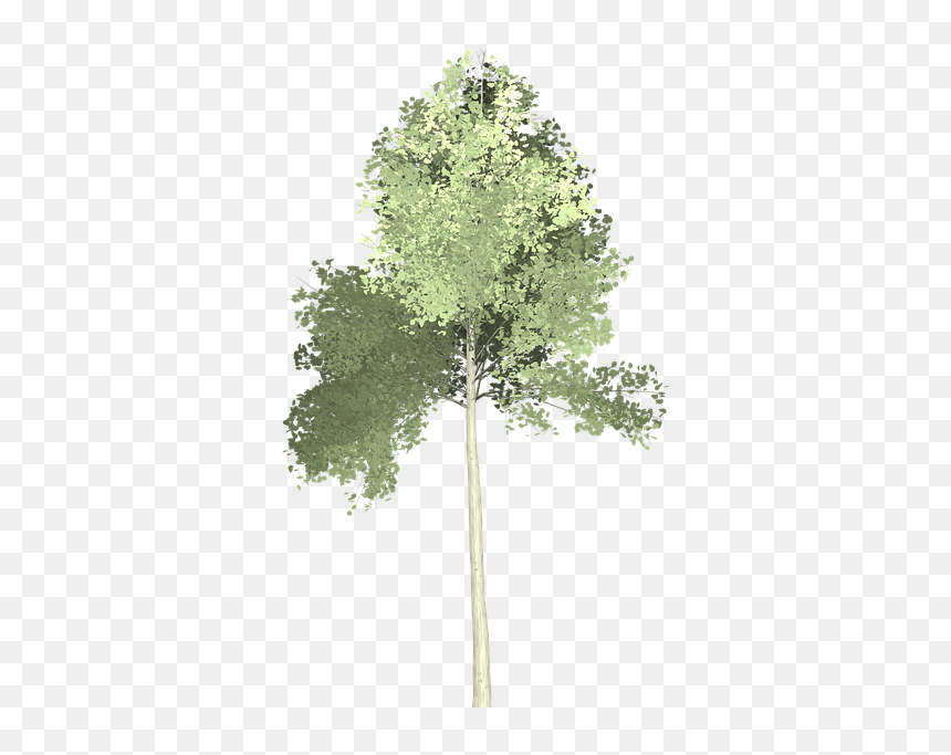 Thumb Image - Arvore Aquarela Png, Transparent Png - aspen tree png