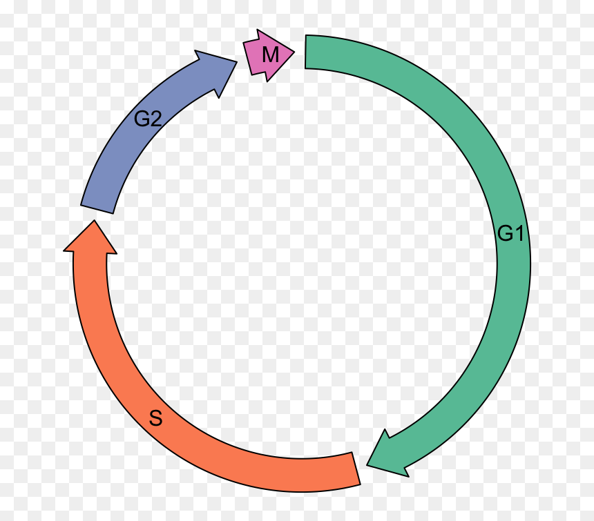 Circle, HD Png Download - arrow head png