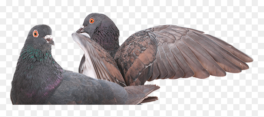 8 Palomas - Rock Dove, HD Png Download - palomas png