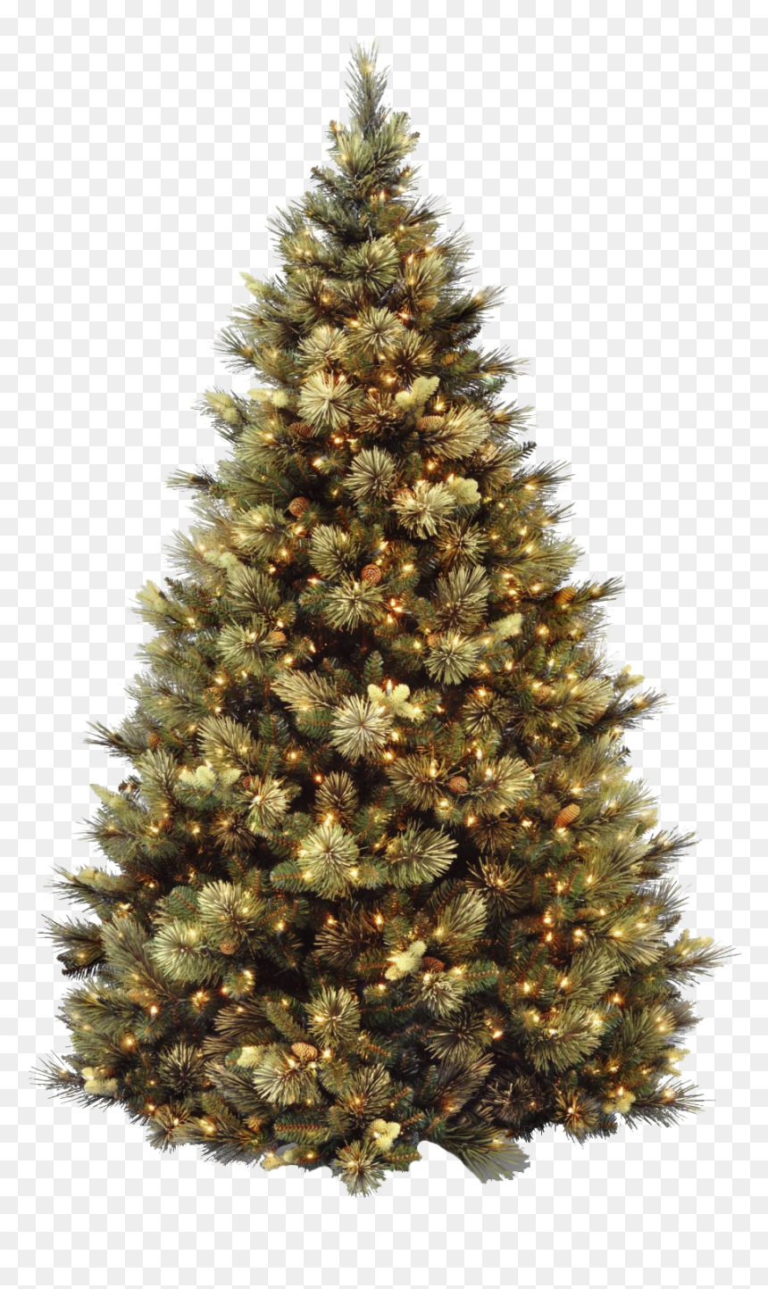 Carolina Pine Christmas Tree, HD Png Download - moldura de natal png